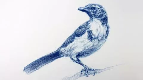 绘画的艺术与科学 基础技能 | The Art & Science of Drawing  BASIC SKILLS-幻仿编程